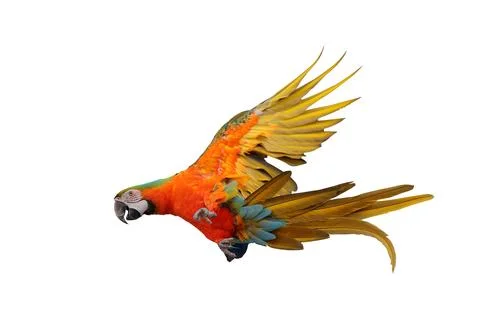 Parrot Stock Photos