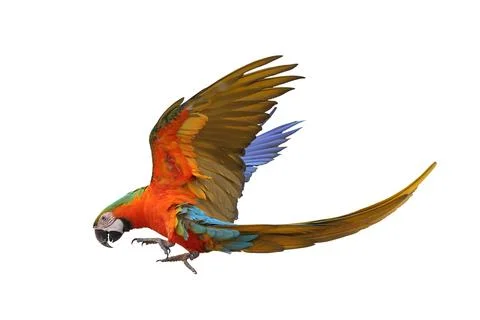 Parrot Stock Photos