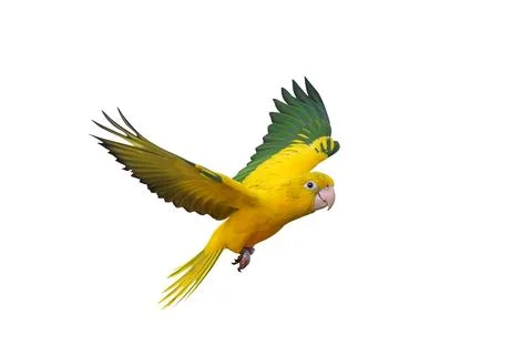 Parrot Stock Photos