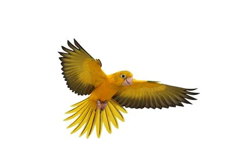 Parrot 스톡 사진