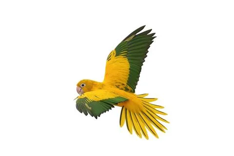 Parrot Stock Photos