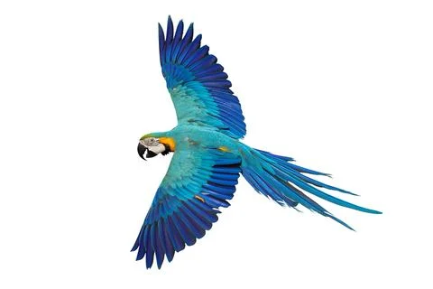 Parrot Stock Photos
