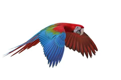 Parrot Foto stock