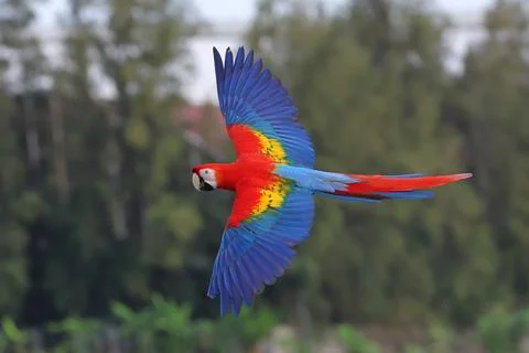 Parrot Stock Photos