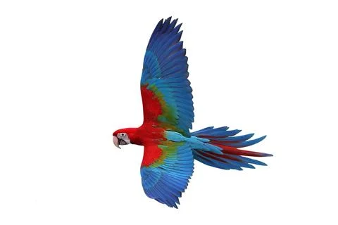 Parrot Stock Photos