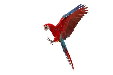 Parrot Foto stock