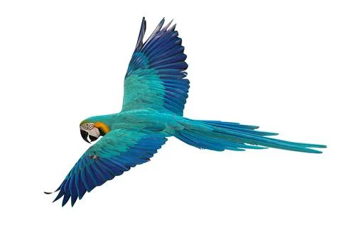 Parrot Foto stock
