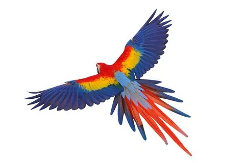 Parrot Foto stock