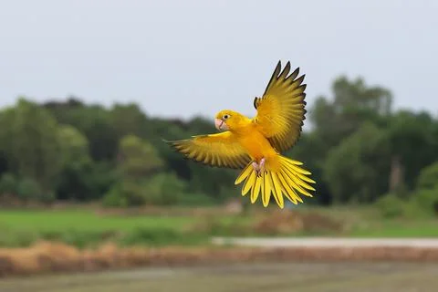 Parrot Foto stock