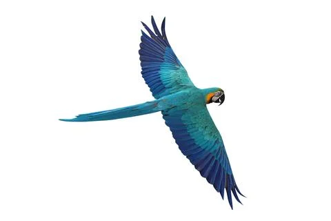 Parrot Stock Photos