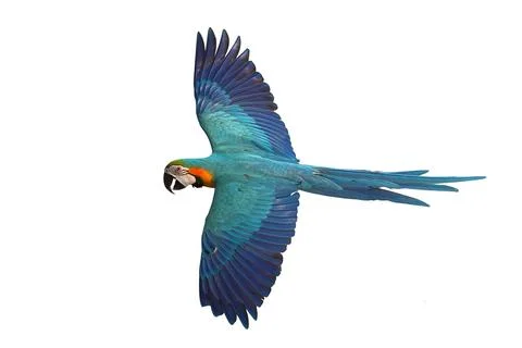 Parrot 스톡 사진