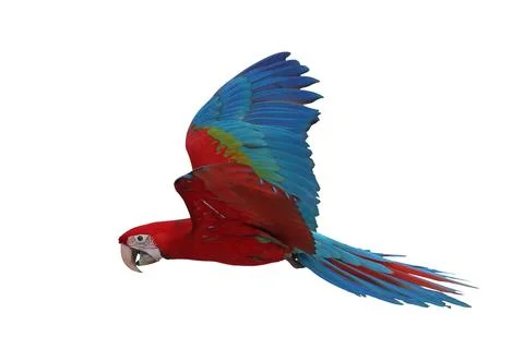 Parrot Foto stock