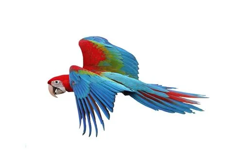 Parrot Stock Photos