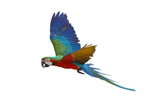 Parrot Stock Photos