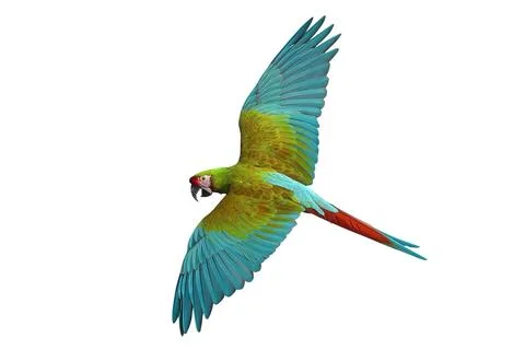 Parrot Foto stock