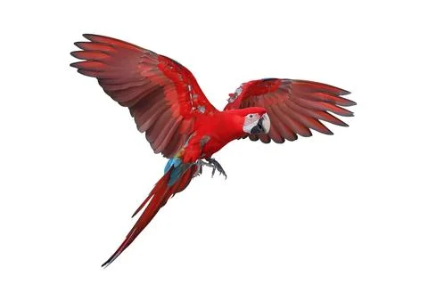 Parrot Foto stock