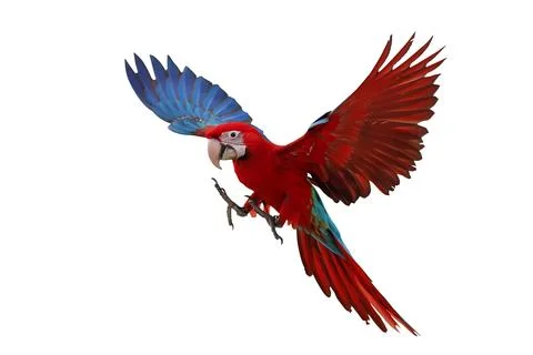 Parrot Foto stock