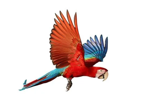 Parrot Stock Photos
