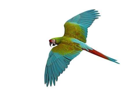 Parrot Foto stock