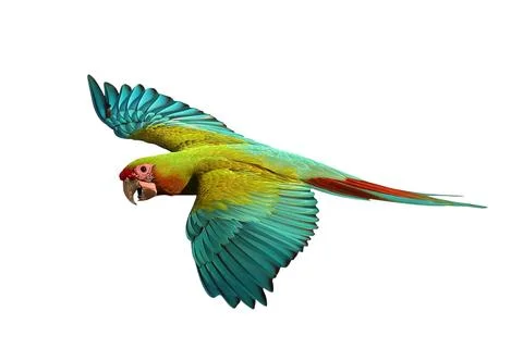 Parrot Foto stock