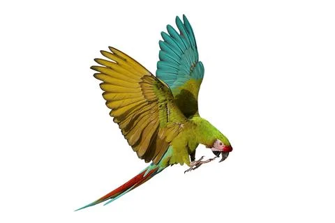 Parrot Stock-Fotos