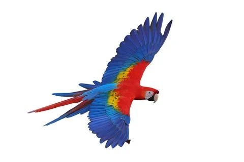 Parrot Stock Photos