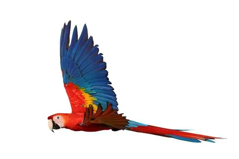 Parrot Foto stock
