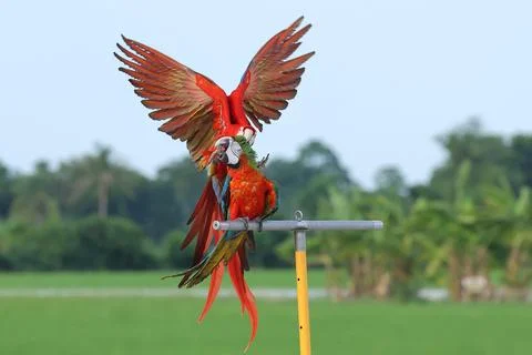 Parrot Stock Photos