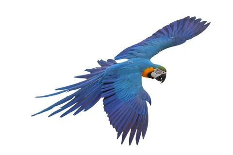 Parrot Stock Photos
