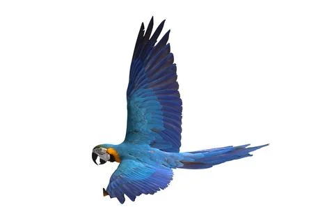Parrot Stock-Fotos