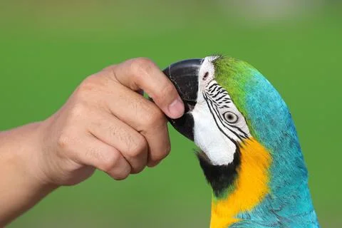 Parrot Foto stock