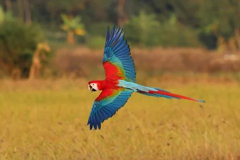 Parrot Foto stock