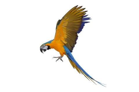 Parrot Foto stock