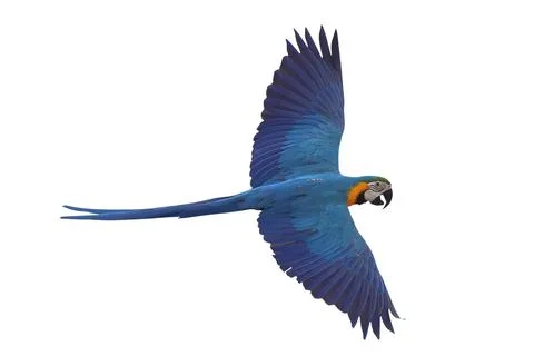 Parrot Foto stock
