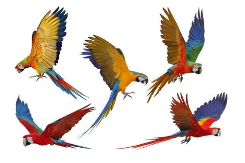Parrot Foto stock