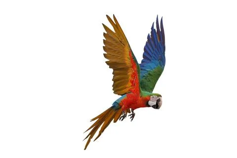 Parrot Foto stock