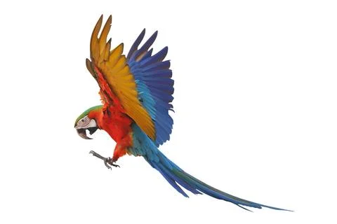 Parrot Stock Photos