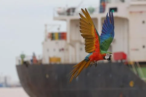 Parrot Stock Photos