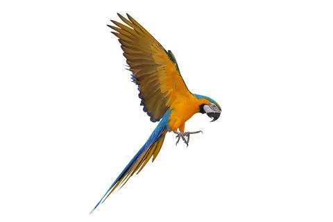 Parrot Foto stock