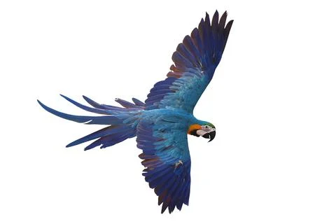Parrot Foto stock