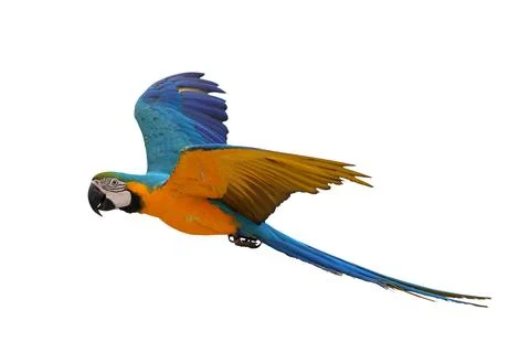 Parrot Foto stock