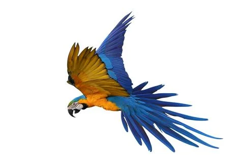 Parrot Foto stock