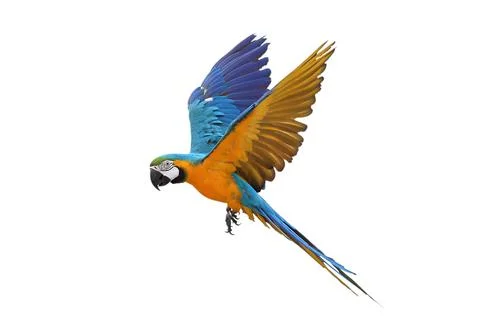 Parrot Foto stock
