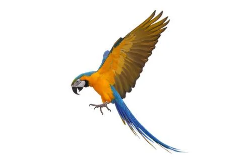 Parrot Foto stock