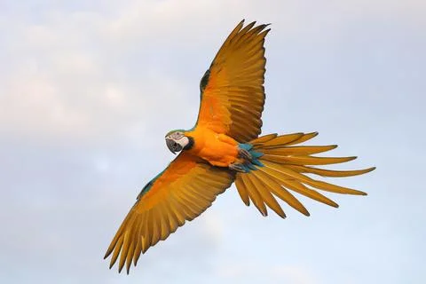 Parrot Stock Photos