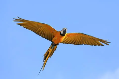 Parrot 스톡 사진
