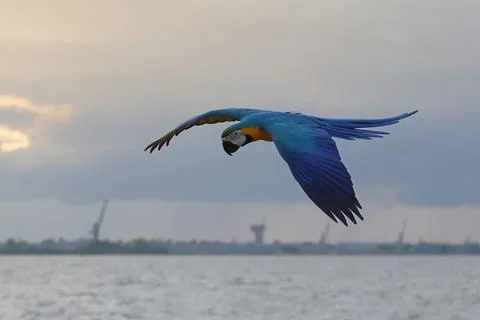 Parrot Stock-Fotos