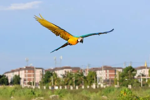 Parrot Foto stock