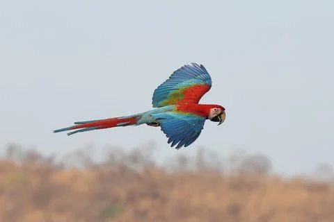 Parrot Stock Photos
