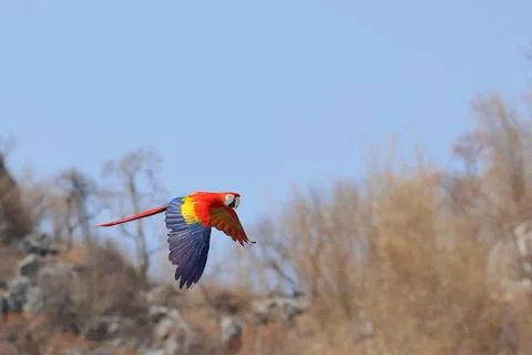 Parrot Foto stock
